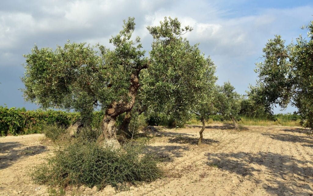 Oliwa i drzewo oliwne Giarraffa