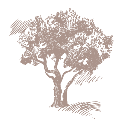 Oliwa z Sycylii - drzewa Corleone 