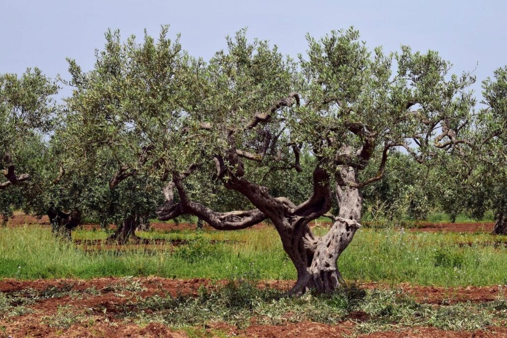 Drzewo oliwne Nocellara del Belice