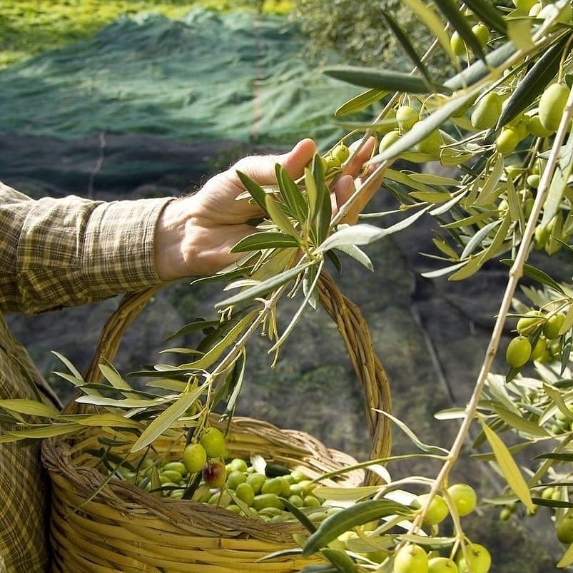 Włoska oliwa z oliwek producent